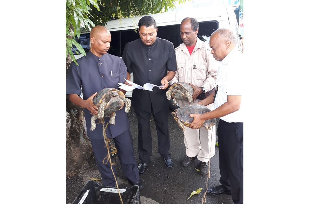 Des tortues charbonnières à pattes jaunes (geochelone Denticulata) passées en contrebande à Trinité-et-Tobago depuis le Venezuela ont été interceptées par les garde-chasses de Trinité-et-Tobago.